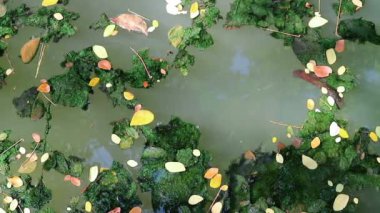 Düşen yapraklar yeşil planktonik algler su üzerinde yüzer yosun kaplı