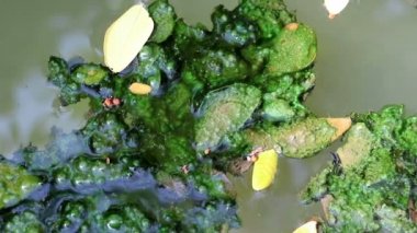 Düşen yapraklar yeşil planktonik algler su üzerinde yüzer yosun kaplı