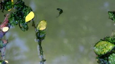 Düşen yapraklar yeşil planktonik algler su üzerinde yüzer yosun kaplı