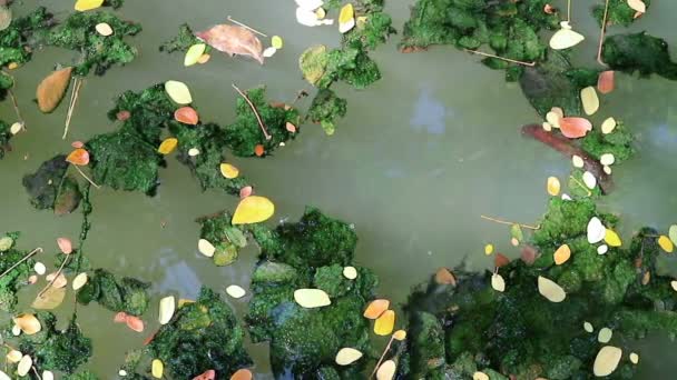 Düşen Yapraklar Yeşil Planktonik Algler Üzerinde Yüzer Yosun Kaplı — Stok video