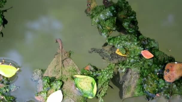 Algen Bestreken Gevallen Bladeren Drijvend Het Water Van Groene Planktonische — Stockvideo