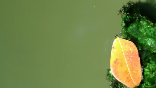 Algas Cubiertas Hojas Caídas Flotando Sobre Agua Algas Planctónicas Verdes — Vídeos de Stock