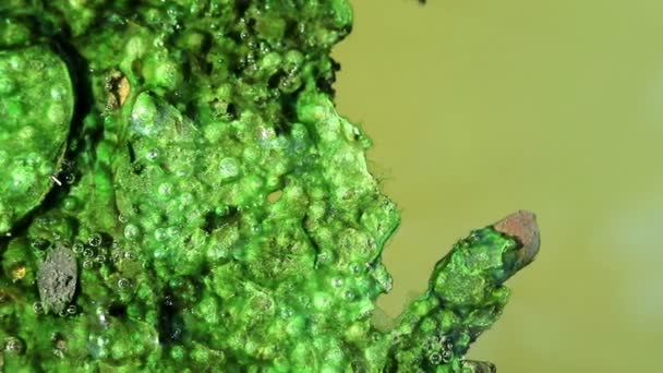 Άλγη Κάλυψε Πεσμένα Φύλλα Που Επιπλέει Στο Νερό Πράσινο Planktonic — Αρχείο Βίντεο