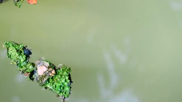Algák Borított Zöld Planktonikus Algák Vízen Úszó Lehullott Levelek — Stock videók