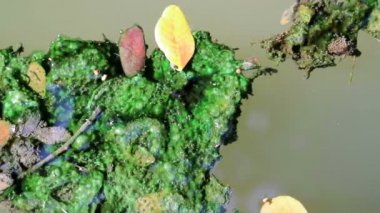 Düşen yapraklar yeşil planktonik algler su üzerinde yüzer yosun kaplı