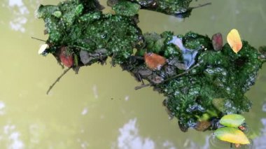 Düşen yapraklar yeşil planktonik algler su üzerinde yüzer yosun kaplı
