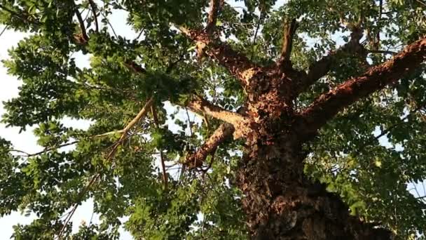 Árbol Aspecto Extraño Con Corteza Escamosa Pelada Pterocarpus Macrocarpus También — Vídeos de Stock