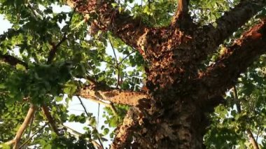 Bizarre lapa lapa kabuk soyma ile ağaç arıyorum. Pterocarpus macrocarpus olarak da bilinen Burma padauk.
