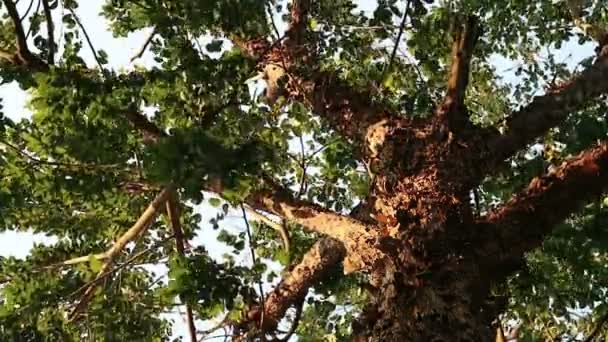 Bizarre Ser Träd Med Peeling Flagnande Bark Pterocarpus Macrocarpus Kallas — Stockvideo
