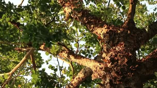 奇妙なフレーク状の樹皮の皮をむくの木を探しています ナーラ ハザクラキブシとして知られているビルマ パダウ — ストック動画