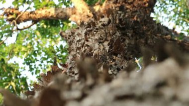 Bizarre lapa lapa kabuk soyma ile ağaç arıyorum. Pterocarpus macrocarpus olarak da bilinen Burma padauk.