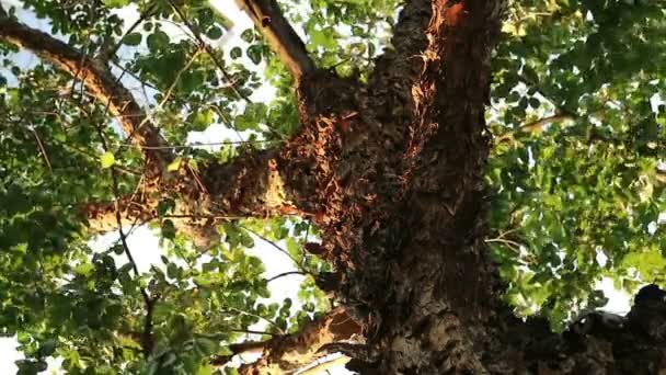 Bizarre Дивлячись Дерево Пілінгом Листкове Кори Pterocarpus Macrocarpus Також Відомий — стокове відео