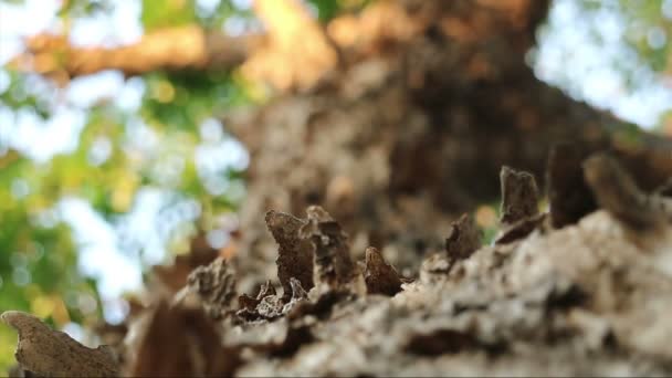 Extreme Nahaufnahme Des Baumes Mit Abblätternder Rinde Pterocarpus Macrocarpus Auch — Stockvideo