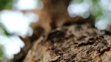 Pterocarpus macrocarpus olarak da bilinen Burma padauk ağaç aşırı yakın çekim.