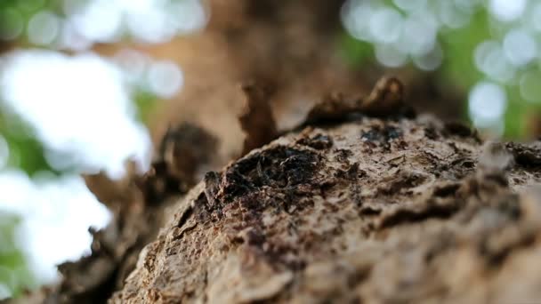 Extrémní Detail Pterocarpus Macrocarpus Také Známý Jako Barma Padauk Strom — Stock video