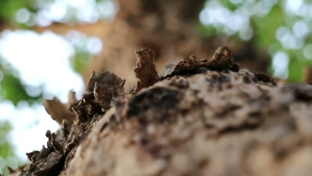 Pterocarpus Macrocarpus Olarak Bilinen Burma Padauk Ağacı Aşırı Close Çalışan — Stok video