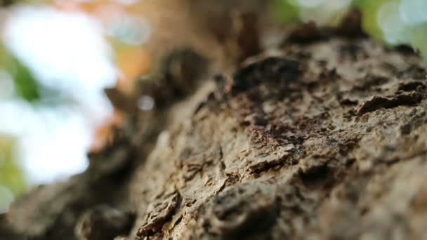 Pterocarpus Macrocarpus Olarak Bilinen Burma Padauk Ağacı Aşırı Close Çalışan — Stok video