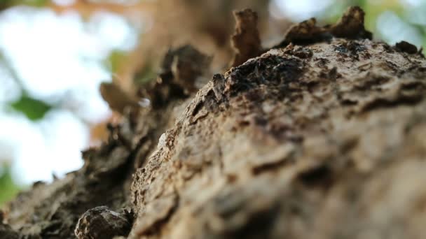 Extreme Close Van Pterocarpus Macrocarpus Ook Bekend Als Birma Padauk — Stockvideo