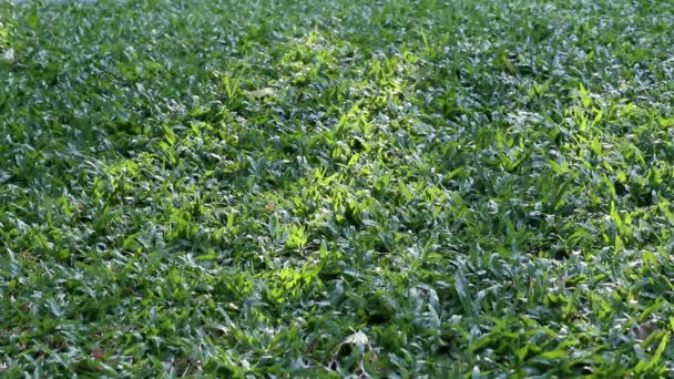 自然の美しさ 低成長の熱帯カーペット草と揺れる木の影で覆われた土地の日光の眺め — ストック動画