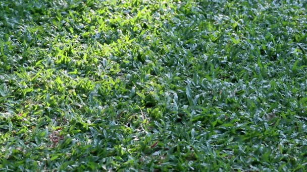 Belleza Naturaleza Vista Luz Del Sol Tierra Cubierta Con Hierba — Vídeos de Stock