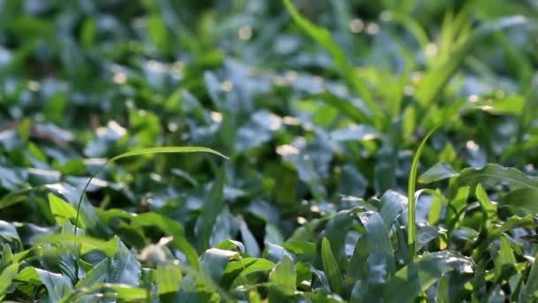 Beauté Nature Vue Lumière Soleil Sur Terre Couverte Herbe Tapis — Video