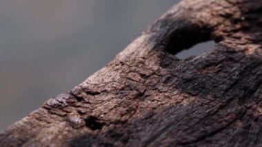 Güzel yansıyan ağaç yaprağı gölgeleri nehir kenarındaki ahşap bir iskelede.