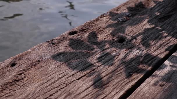 Beautifully Reflected Tree Leaf Shadows Edge Weathered Wooden Plank Riverside — Stock Video