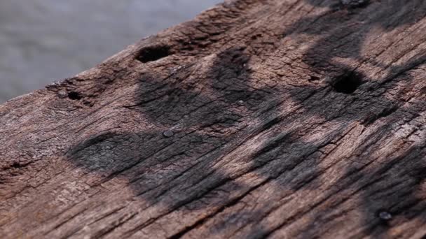 滨江码头风化木木板边缘上美丽的树叶影子 — 图库视频影像