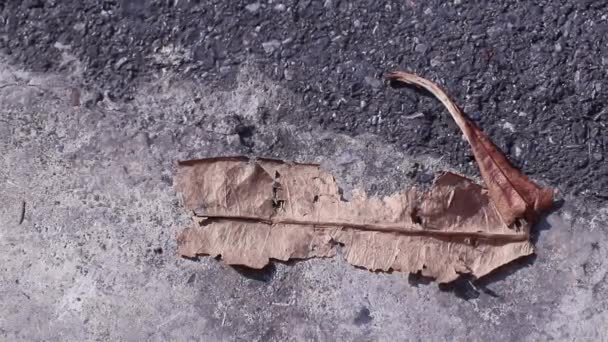 Beauté Nature Urbaine Feuille Sèche Pong Pong Tombée Dans Rue — Video