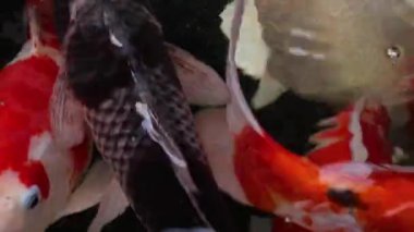 Değişik renkli koi sazan balığı, Cyprinus carpio 'nun yakın görüntüsü, yüzen toz parçacığı suyunda yüzer.