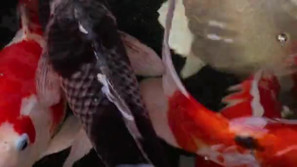 มมองใกล ดของปลาคาร หลากหลาย ไซปร สคาร ายน าในน นอน ภาคลอย — วีดีโอสต็อก