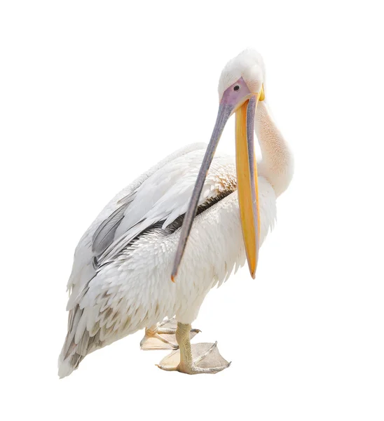 Stora vackra vit Pelikan isolerade på vitt. Rolig söt zoo fågel pelican. Pelican - stora vatten fågel som äter fisk — Stockfoto