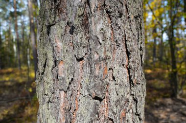 Çam ağaç gövdesi yosun güzel sonbahar çam ormanları ile kaplı. Ağaç gövde doku, doğal arka plan. Ağaç gövdesi yakın çekim
