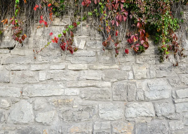 Старая, прочная кирпичная стена с яркой осенней зеленью — стоковое фото