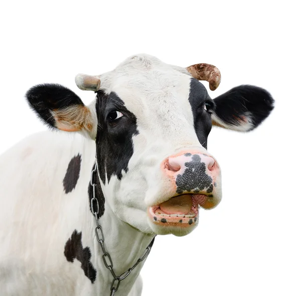 Buffo mucca carina isolata su bianco. Parlando di mucca bianca e nera. Curiosa mucca. Animali da fattoria. Vacca da compagnia su bianco . — Foto Stock