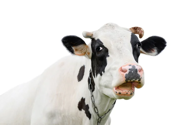 Vaca bonito engraçado isolado em branco. Vaca preta e branca falante. Que vaca curiosa. Animais de quinta. Vaca de estimação em branco . — Fotografia de Stock