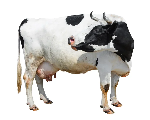 Drôle de vache mignonne isolée sur blanc. Une vache noire et blanche. Drôle de vache curieuse. Animaux de ferme. Vache, debout sur toute la longueur devant fond blanc, Vache de compagnie sur fond blanc . — Photo