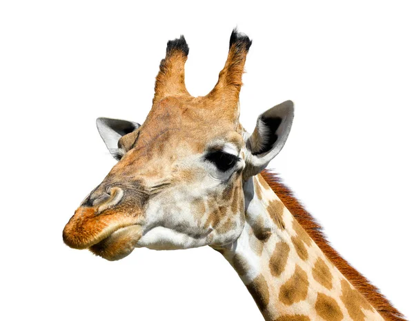 Niedliche Giraffe isoliert auf weißem Hintergrund. Lustiger Giraffenkopf isoliert. Die Giraffe ist das größte lebende Tier im Zoo. schöne Giraffe isoliert auf weiß. Lustiges Giraffengesicht isoliert — Stockfoto