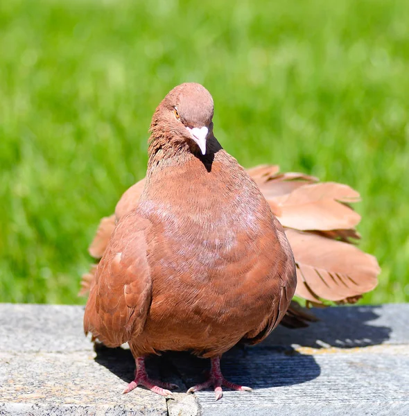 Beautiful brown pigeon on a green grass and asphalt background. Pigeons are traditional urban bird city residents. Divine beauty pigeon — Stock Photo, Image