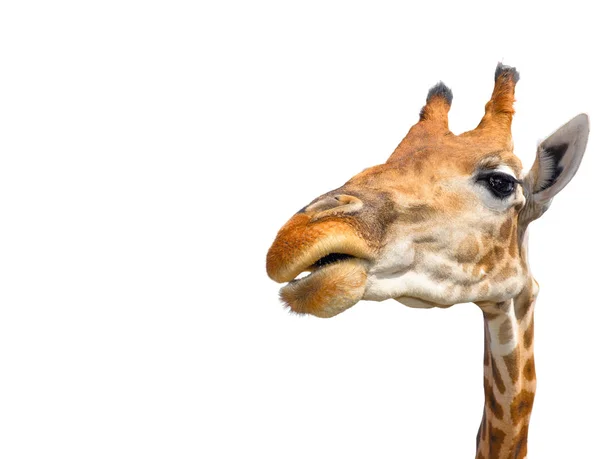 Girafa bonito isolado em fundo branco. Cabeça de girafa engraçada isolada. A girafa é o maior e mais alto animal vivo do zoológico. Girafa bonita isolado em branco. Cara de girafa engraçada isolada — Fotografia de Stock