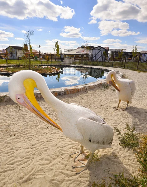 Vit Pelikan kallas även den östra vit Pelikan, rosiga Pelican eller vit Pelikan är en fågel i familjen pelican två roliga vit pelikaner nära pool i zoo. Två pelikaner roliga poserar för bilder — Stockfoto