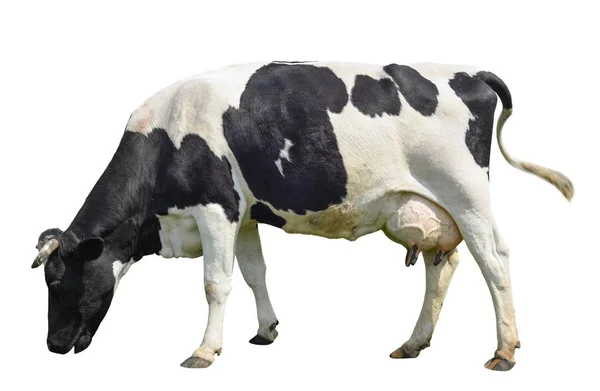 Funny cute cow isolated on white. Talking black and white cow. Funny curious cow. Farm animals. Cow, standing full-length in front of white background, Pet cow on white. — Stock Image Funny cute cow isolated on white. Talking black and white cow. Funny curious cow. Farm animals. Cow, standing full-length in front of white background, Pet cow on white. Royalty Free Stock Images