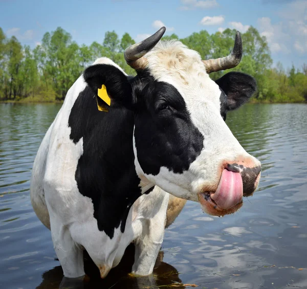 El retrato de la vaca en el fondo del cielo azul, el río y el bosque. Hermosa vaca divertida en la granja de vacas. La vaca muestra la lengua y lame su bozal. Divertido ganado de vaca blanco y negro — Foto de Stock