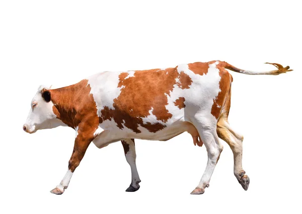 Grappige schattige koe geïsoleerd op wit. Springen rode koe. Grappige bonte koe. Boerderijdieren. Koe, permanent full-length voor witte achtergrond. Huisdier rode jonge koe op wit. — Stockfoto