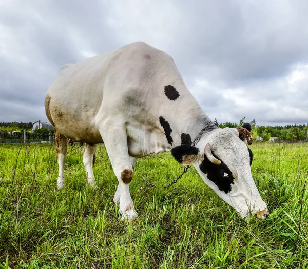 奶牛场的背景上的肖像。美丽有趣牛在奶牛的农场。黑色和白色小牛吃明亮的绿色草地奶牛关 — 图库照片