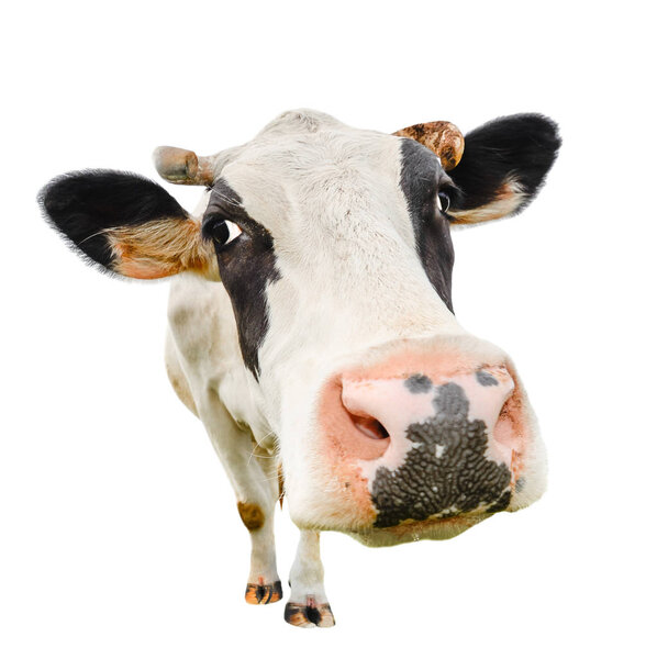 Funny cute cow isolated on white. Talking  black and white cow close up. Funny curious cow.  Farm animals. Pet cow on white. Cow close looking at the camera 