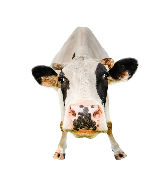 Funny roztomilé kráva izolované na bílém. Při pohledu na fotoaparát které blízko černé a bílé krávy nahoru. Legrační zvláštní kráva. Hospodářská zvířata. Kráva uzavřít při pohledu na fotoaparát — Stock fotografie