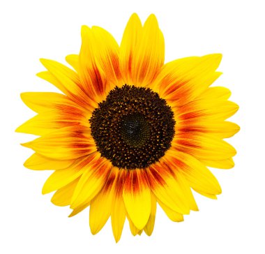 Sunflower isolated on white background. Helianthus or sunflowers are used as food plants. Sunflowers are popular or common crop. Beautiful delicate flower head sunflower isolated on white clipart