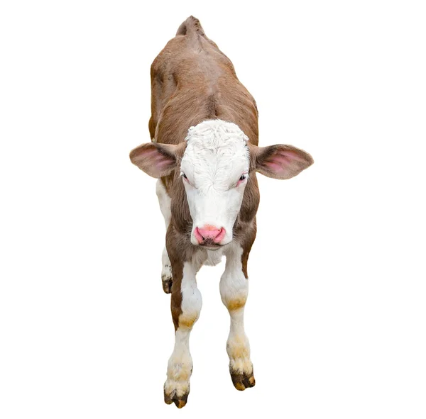 Zabawny ładny łydki na białym tle. Patrząc na kamery brązowy młode krowy z bliska. Śmieszne ciekawy łydki. Zwierzęta gospodarskie. Cielę zamknąć, patrząc na kamery — Zdjęcie stockowe