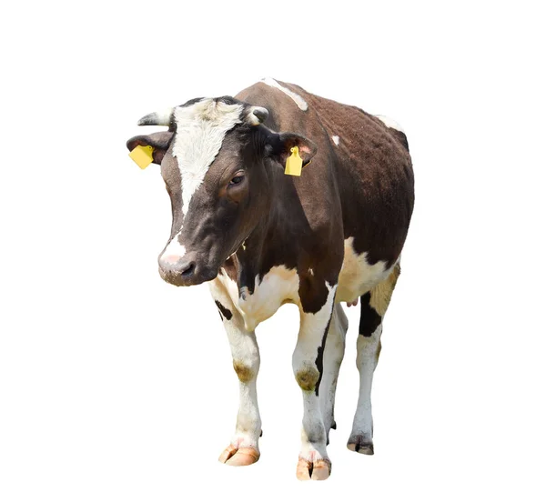 Divertida vaca linda aislada en blanco. Vaca marrón de pie. Divertida vaca manchada. Animales de granja. Vaca, de pie de cuerpo entero delante de fondo blanco. Vaca joven marrón sobre blanco . — Foto de Stock